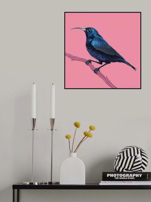 Bird Series   Sunbird