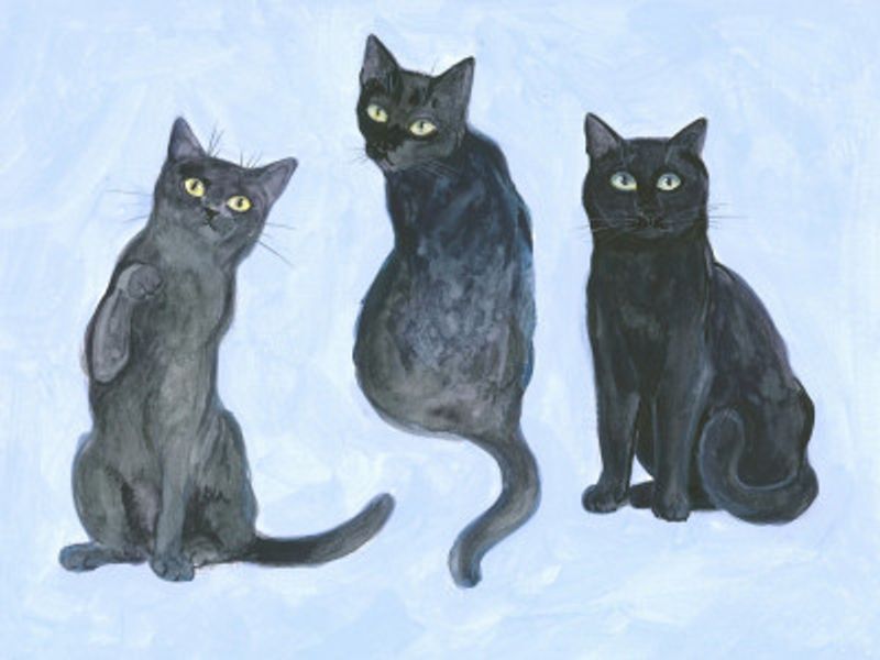 Three Cats study