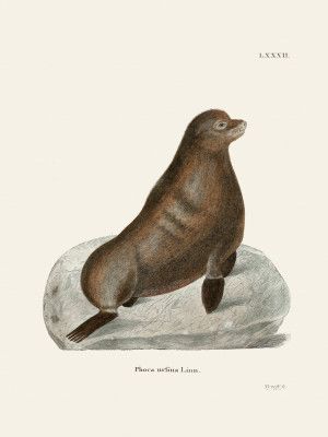Northern Fur Seal By Johann Christian Daniel Von Schreber.