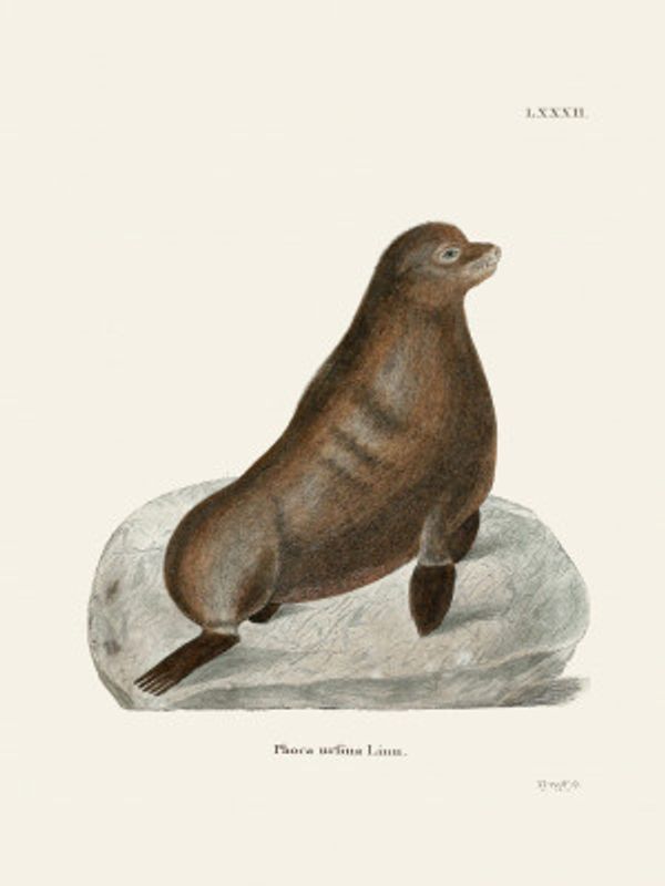 Northern Fur Seal By Johann Christian Daniel Von Schreber.