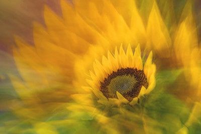 Sunflower (Helianthus)