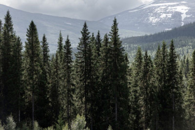 Woods and Mountains 1