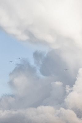 Flying High 15