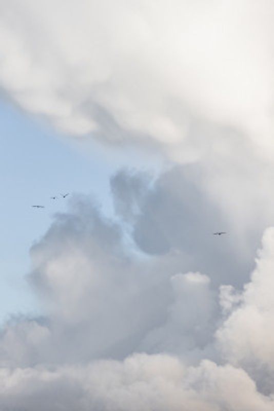 Flying High 15