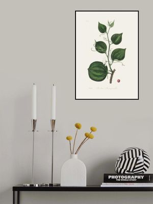 Lmilax Larsaparilla  Medical Botany