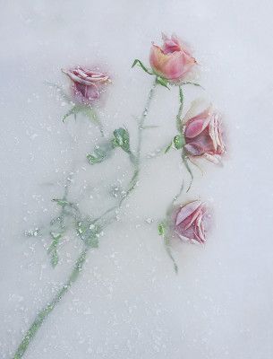 Roses among the ice.