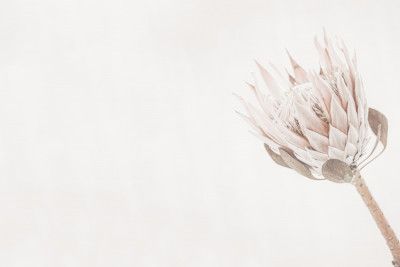 Protea on Light Background