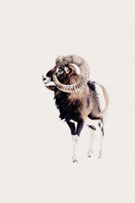 Majestic Ram With Prominent Spiral Horns