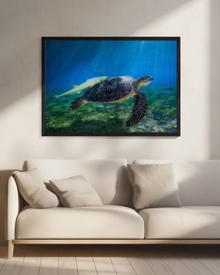 Sea Turtle