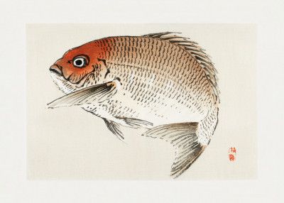 Tai (red Seabream) Fish