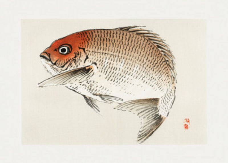 Tai (red Seabream) Fish