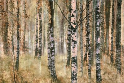 Morning in birch forest