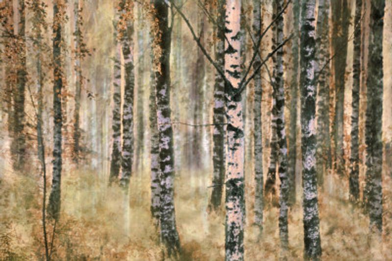 Morning in birch forest