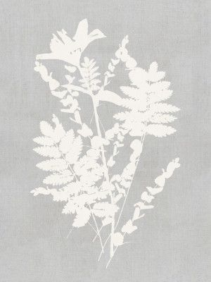 Botanical Illustration 5