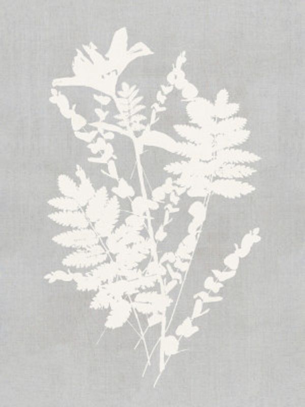 Botanical Illustration 5