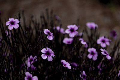 Midnight Purple Blooms