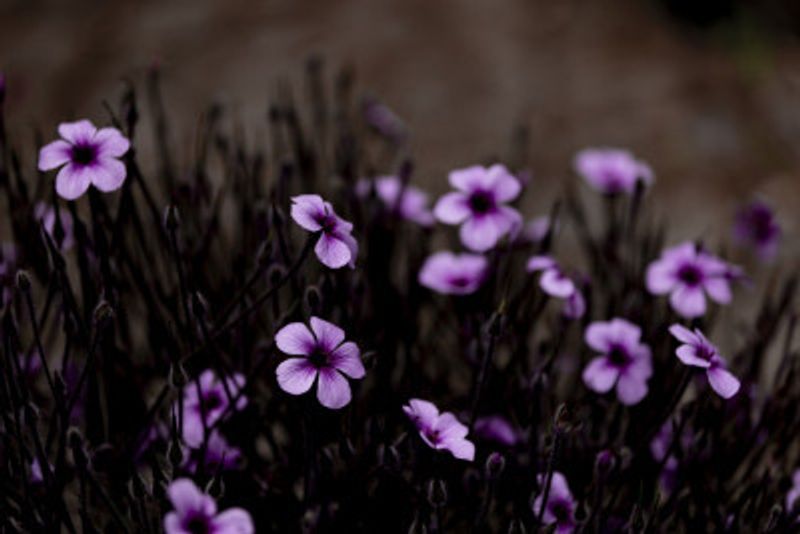 Midnight Purple Blooms
