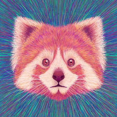Animal Face   Red Panda