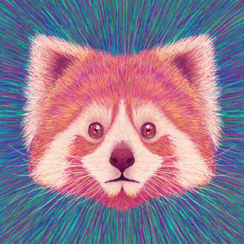 Animal Face   Red Panda