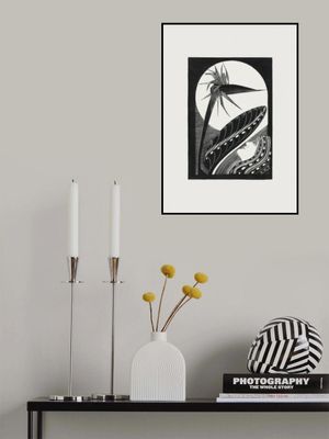 Strelitzia Overblown