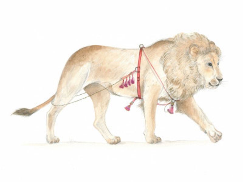 Lion in Harness