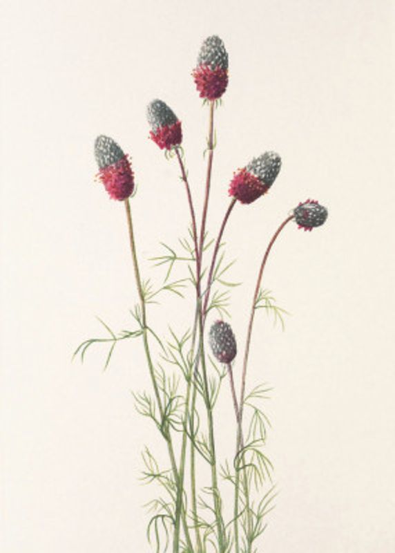 Purple Prairie Clover From North American Wildflowers (1925) By Mary Vaux Walcott