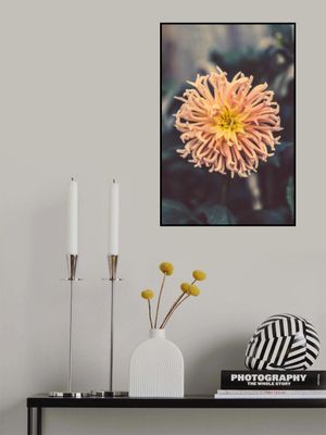 Chrysanthemum with Pink and Yellow Hues