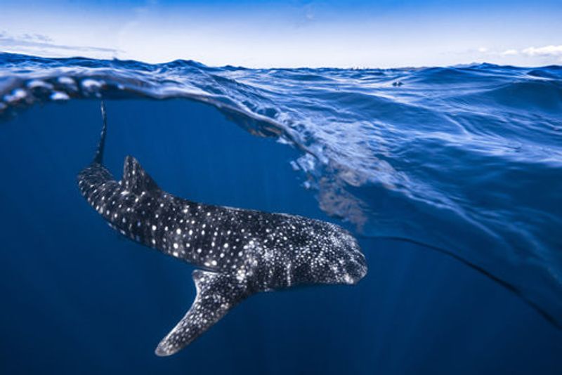Whale Shark on split level