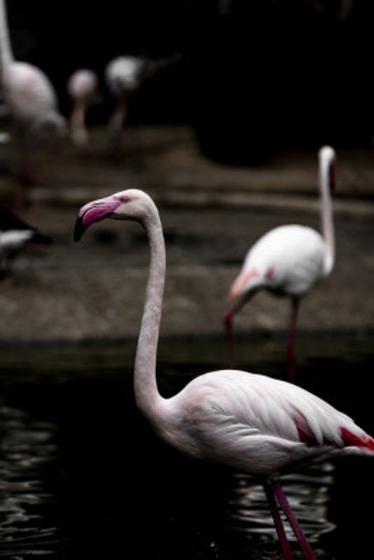 Elegant Pink Flamingo