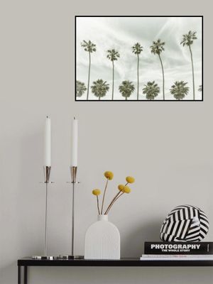 California vintage palm trees