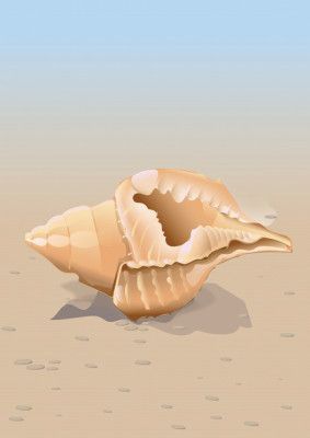 Seaside Shell