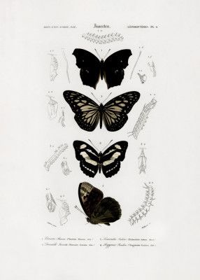 Collection of Butterflies 01