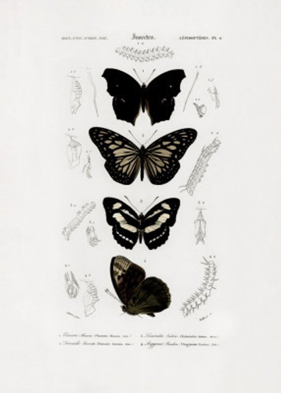Collection of Butterflies 01