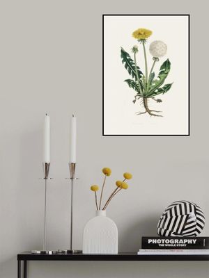 Leontodon Taraxacuma Medical Botany