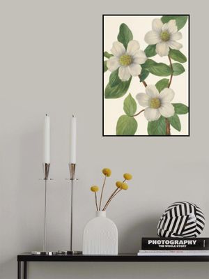 Pacific Dogwood