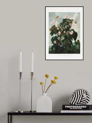 The Oblique–Leaved Begonia from The Temple of Flora (1807)