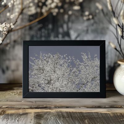 White Spring Blossoms