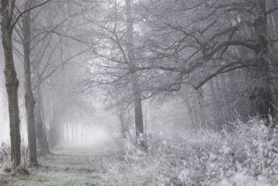 Foggy Winter Morning 1