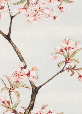 Sakura Cherry During 1870–1880