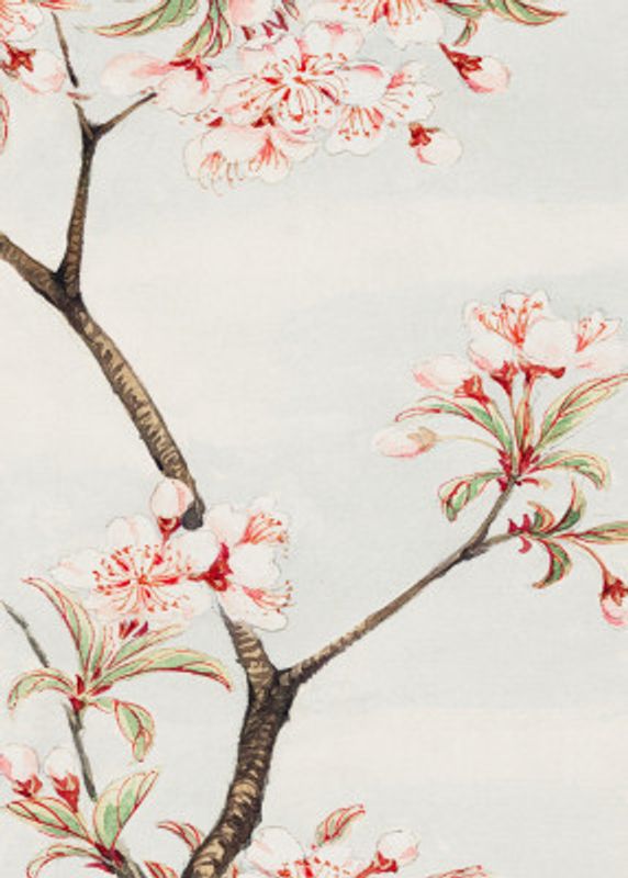 Sakura Cherry During 1870–1880