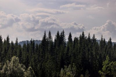 Mystical Forest Scene 4