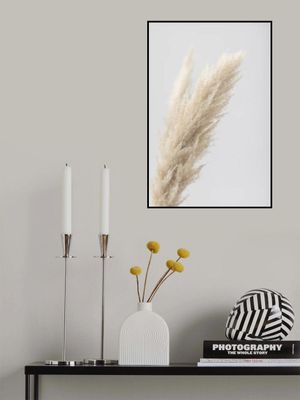 Pampas Grass Grey 07