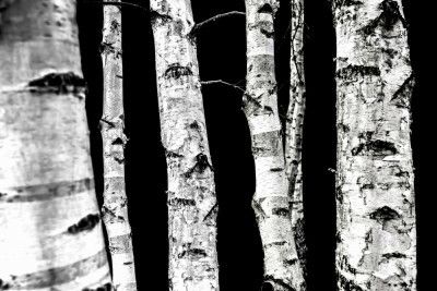 Birch Trees