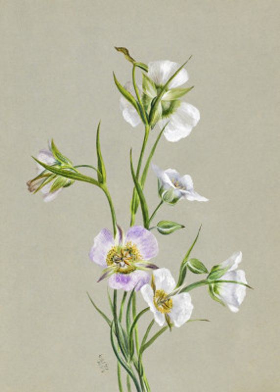 On the Road To Monument (1881)