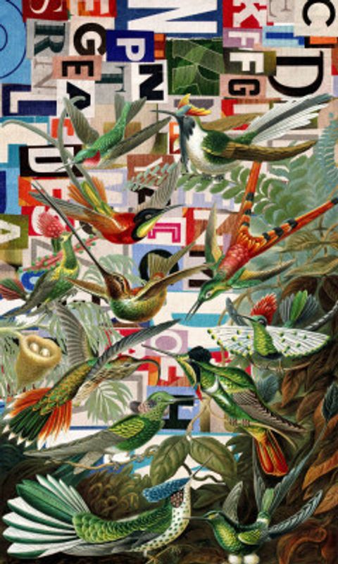 Hummingbirds - Revamped