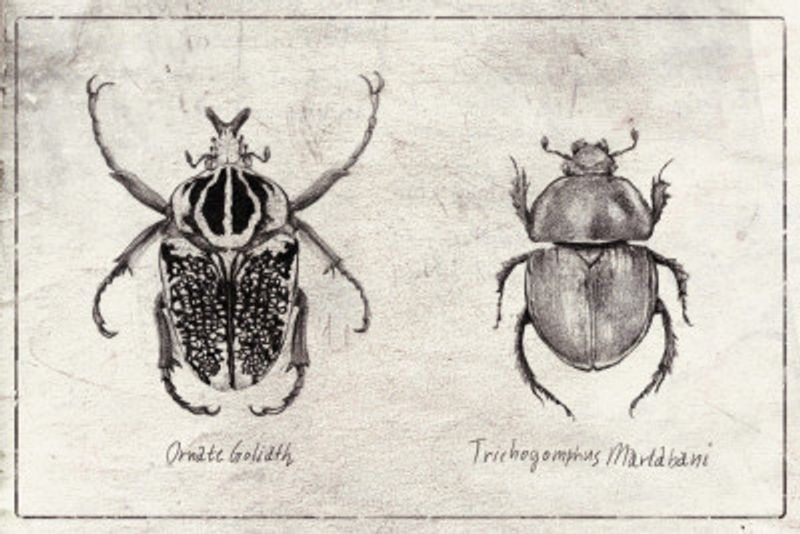 Ornate Goliath  Trichogomphus Martabani