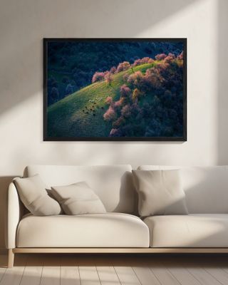 Sunset in the primitive wild apricot forest