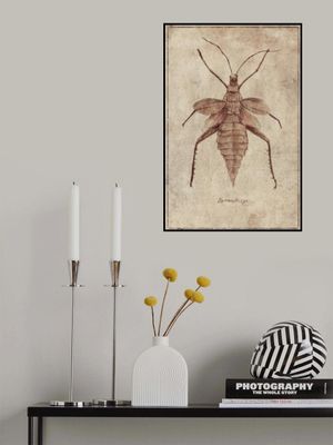 Vintage Insect Illustration