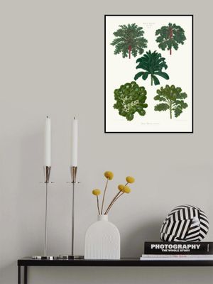 Ornamental Borecoles, or Kales From Album Benary (1876 1886) By Ernst Benary