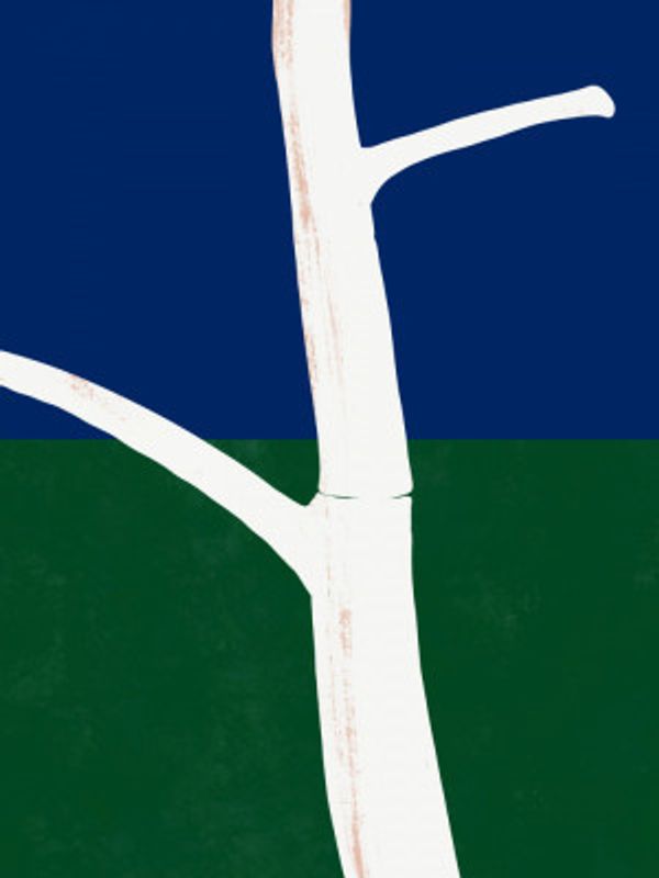 Stark White Tree Trunk With Branches